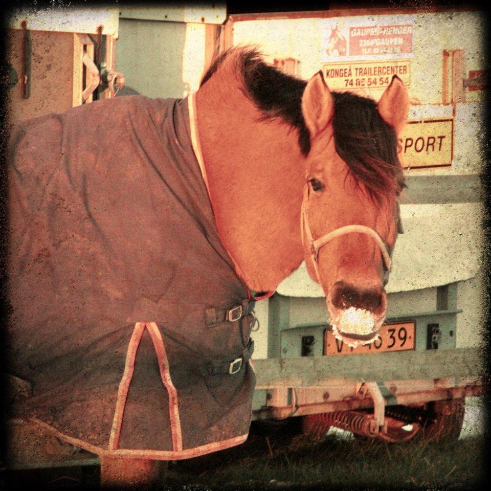 Anden særlig race Trunte min stjerne<3 Rest in peace <3 - 20# En af hendes sidste dag i live <3 billede 19