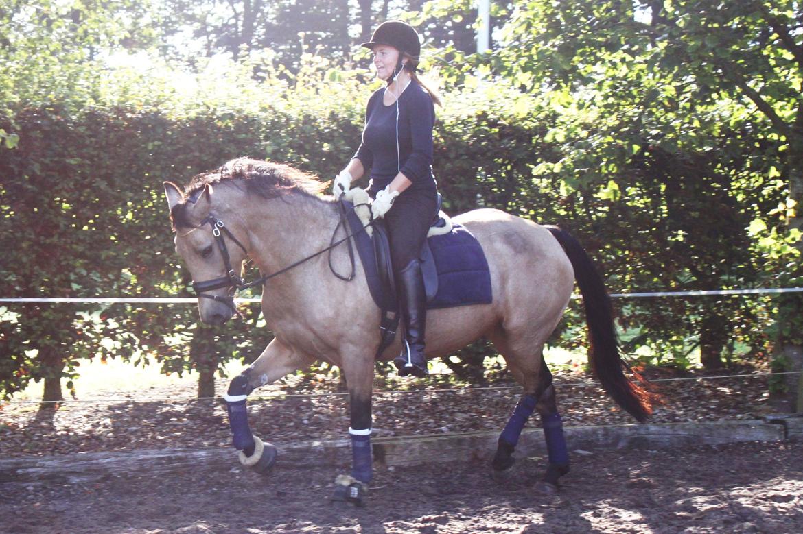 Anden særlig race Assenhøj's Bellezza billede 4