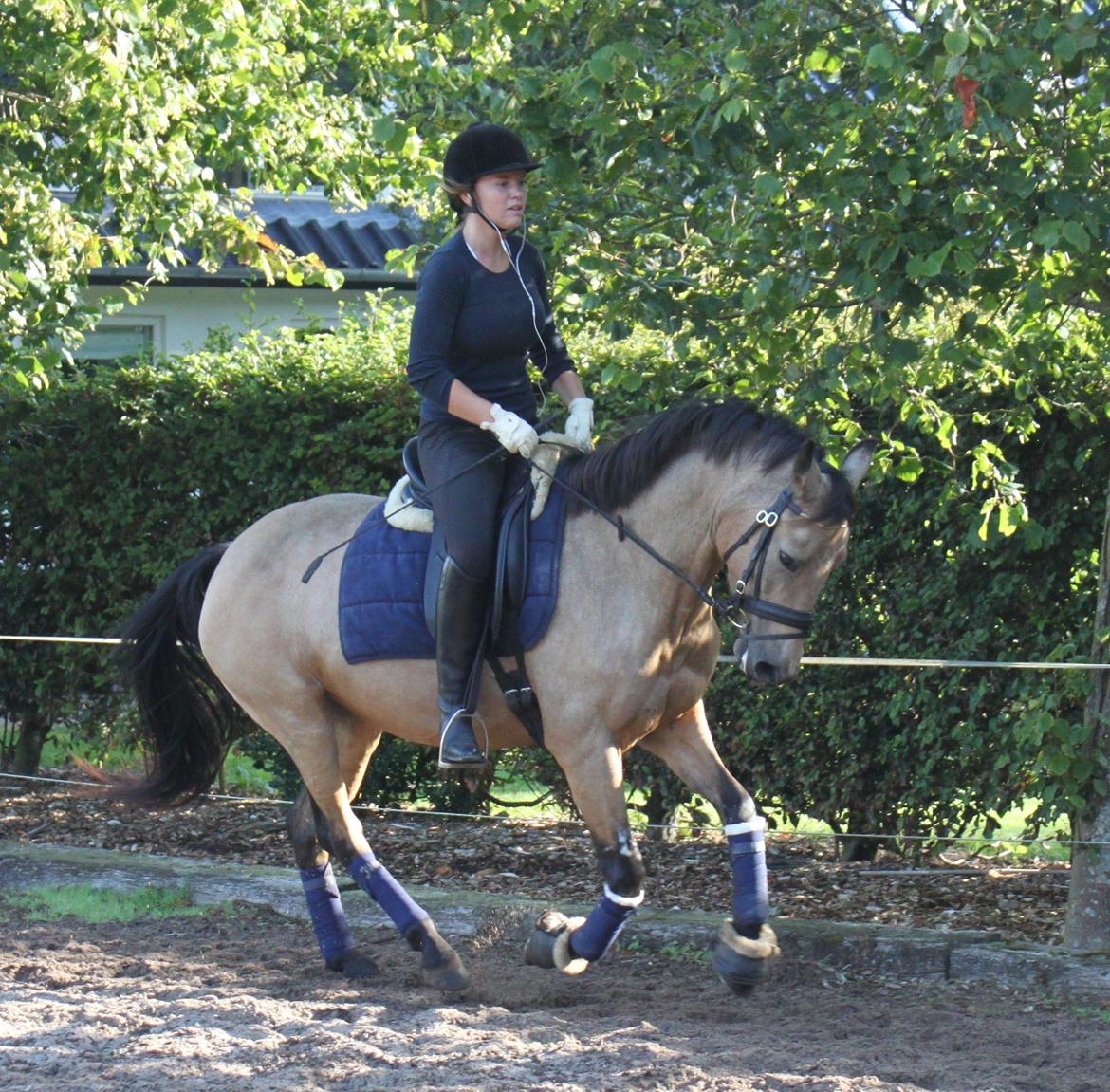 Anden særlig race Assenhøj's Bellezza billede 18