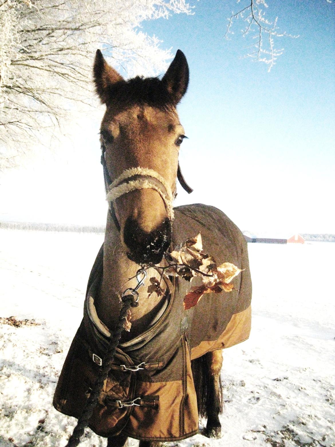 Anden særlig race Assenhøj's Bellezza - Bellis vinteren 2010, hvor hun måtte komme ud igen, efter hendes tur i gylletanken. billede 13