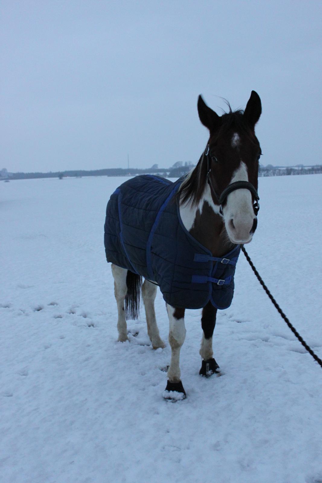 Paint Westfarm Moonlight billede 11
