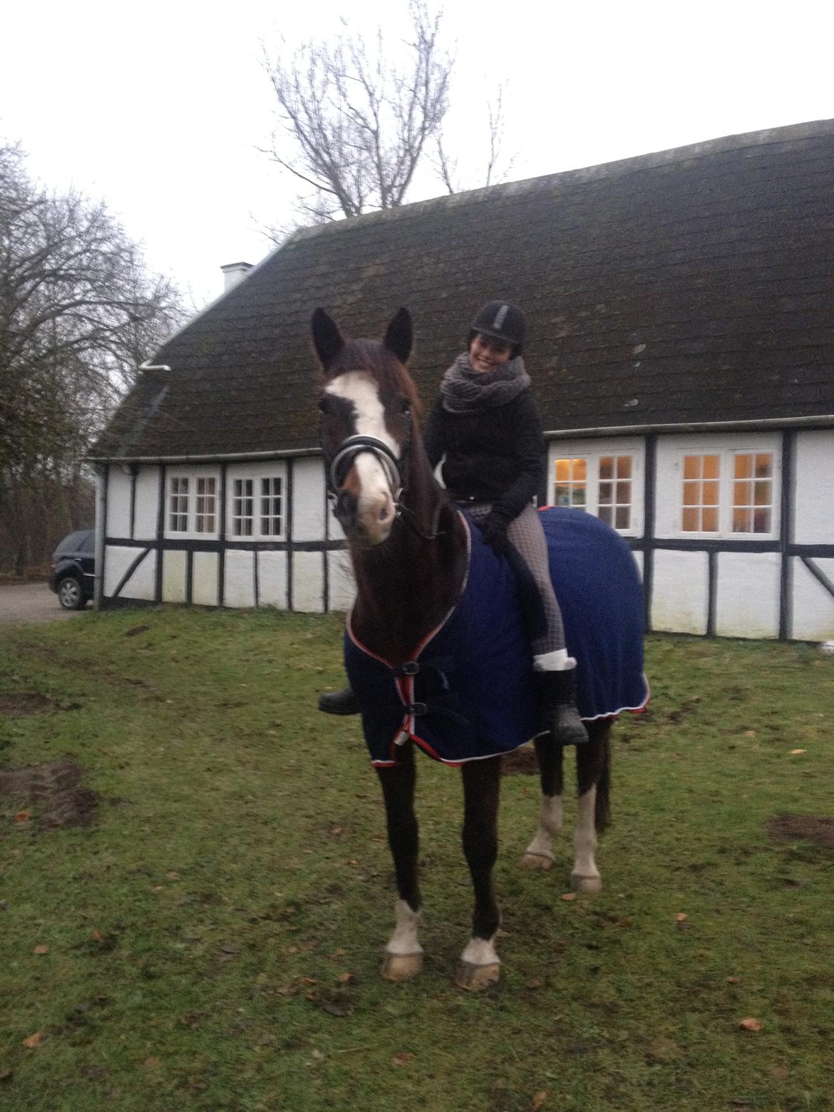 Dansk Varmblod Duelundgårds McKinney - Den sidste dag :( billede 19