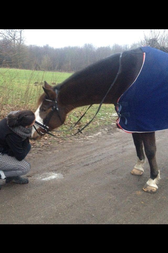 Dansk Varmblod Duelundgårds McKinney - sidste dag med min basse <3 billede 20