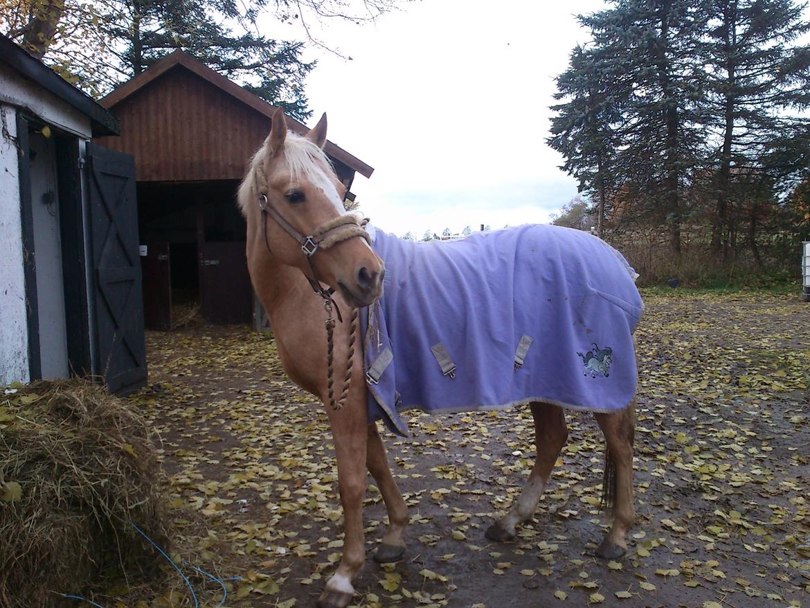 DSP Grønagergård Dobra - Stå og spiser lidt i mens jeg tager billeder af hende <3 <3 billede 9