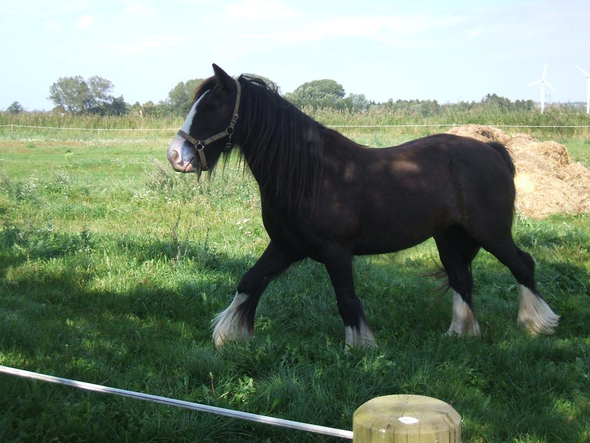 Tinker Aasgaard's Mac. Gregon billede 14