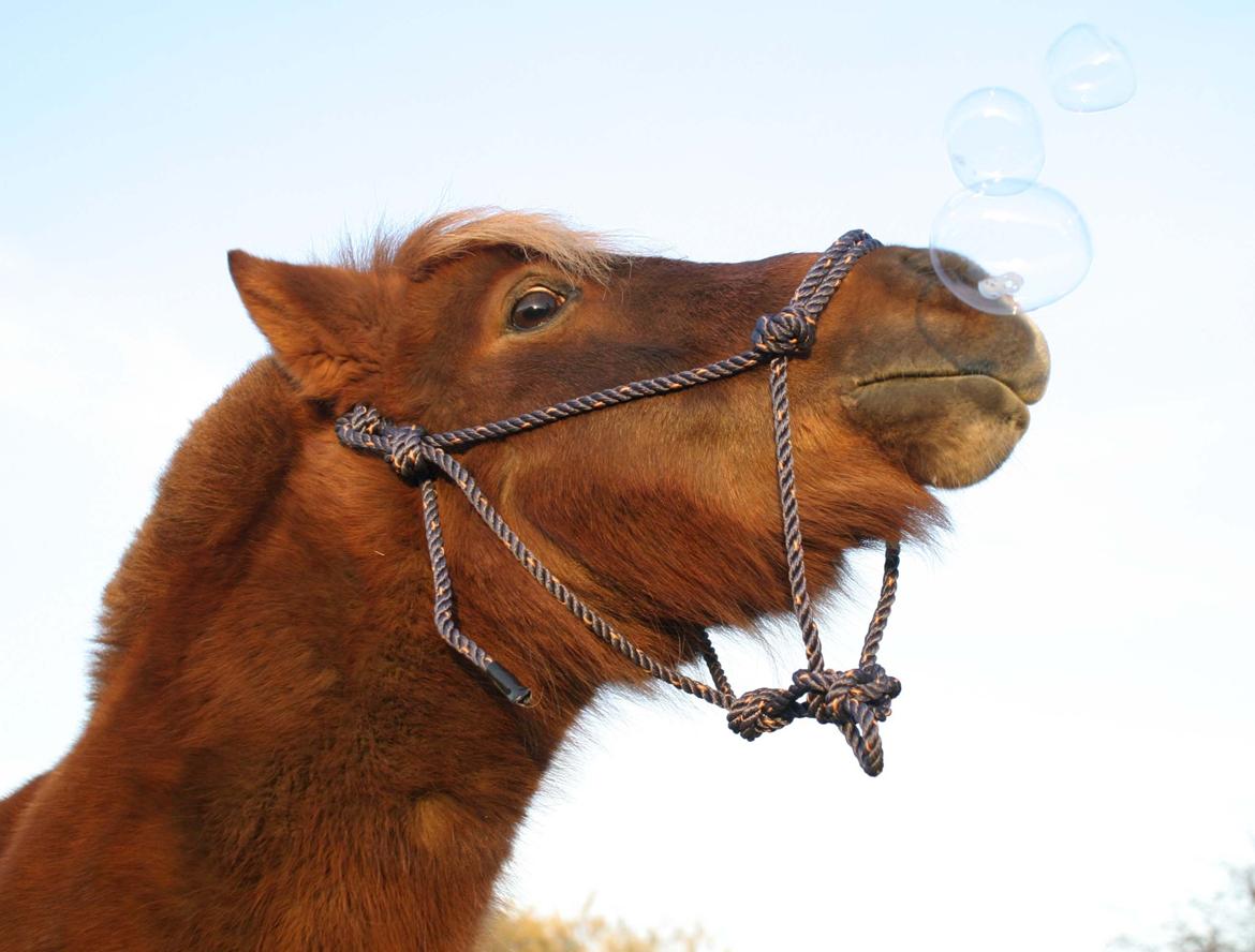 Shetlænder Team Memories Markus <3 billede 8