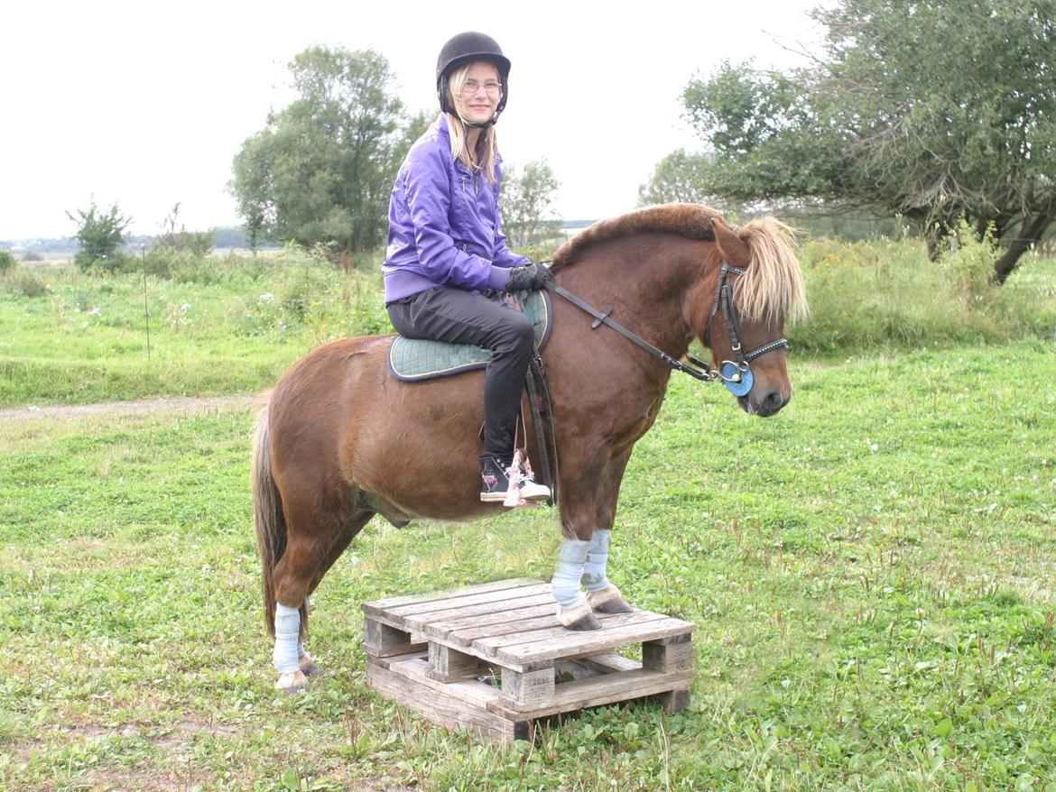 Shetlænder Team Memories Markus <3 billede 4