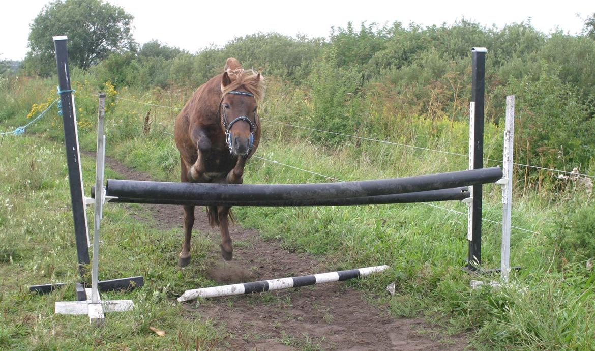 Shetlænder Team Memories Markus <3 billede 14