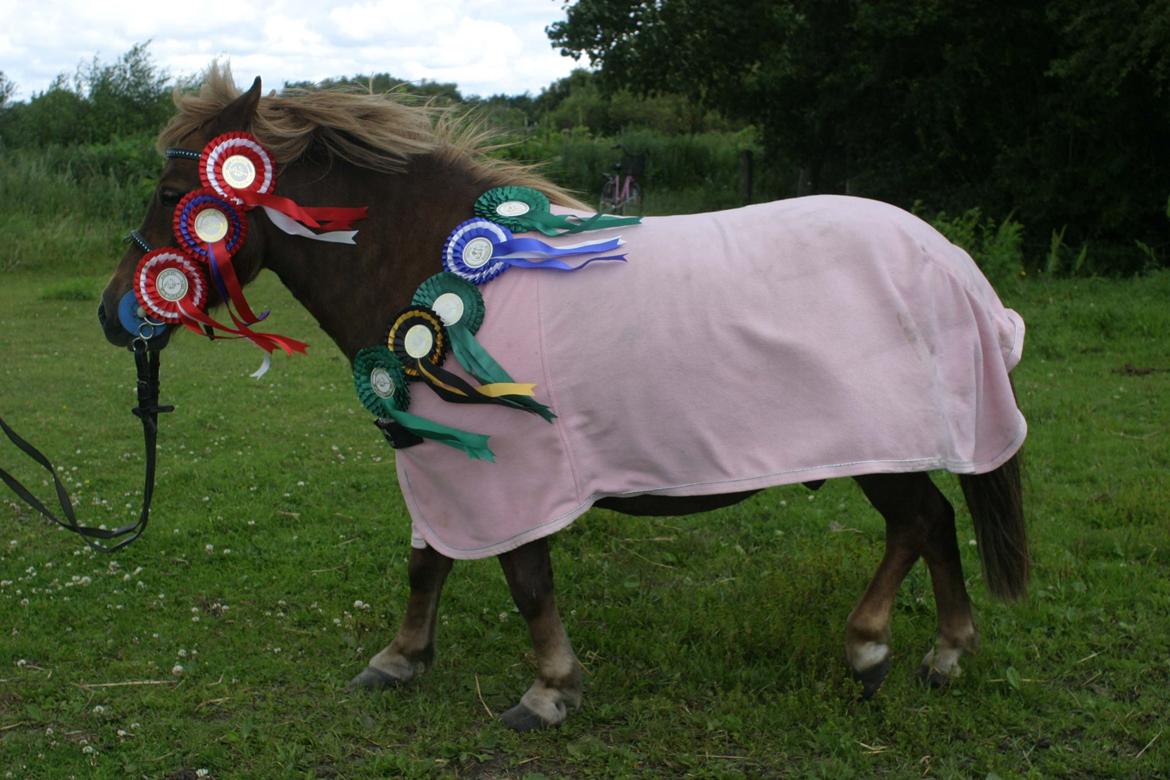 Shetlænder Team Memories Markus <3 billede 17