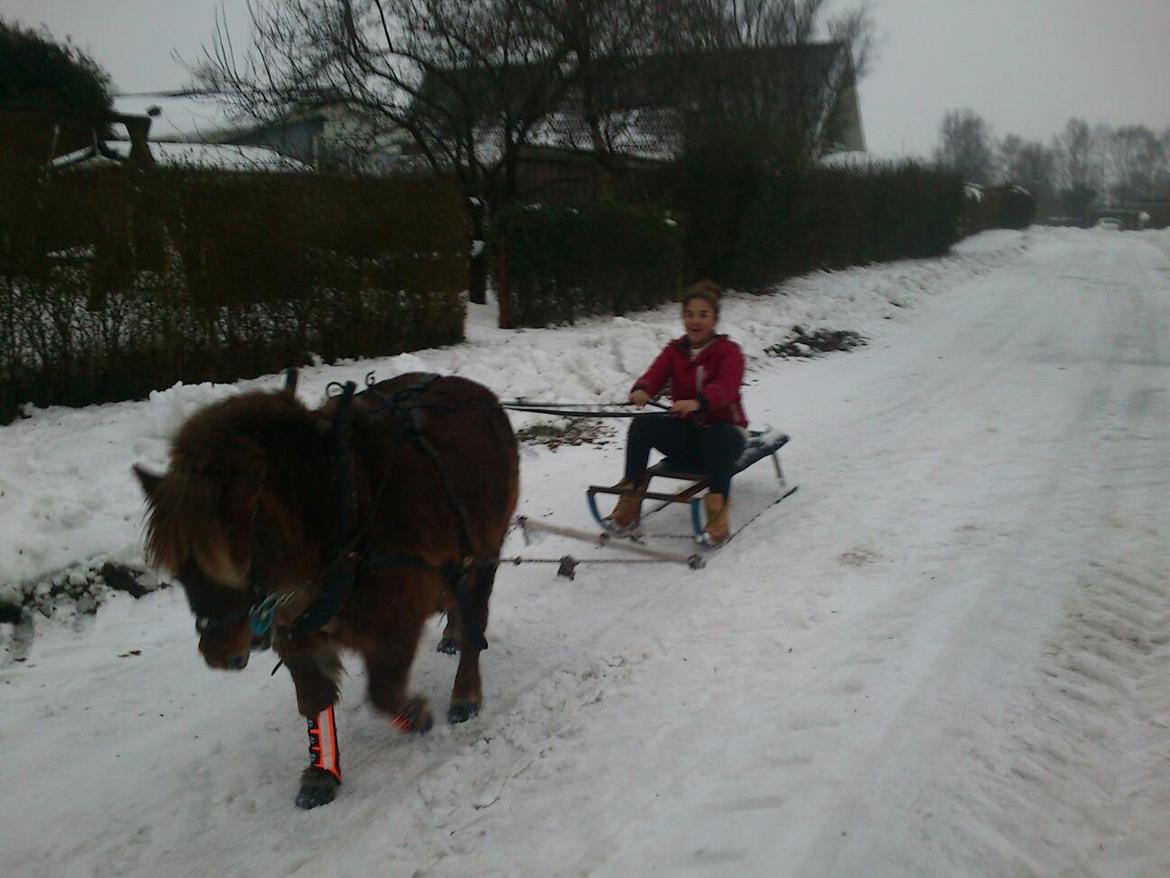 Shetlænder Team Memories Markus <3 billede 12