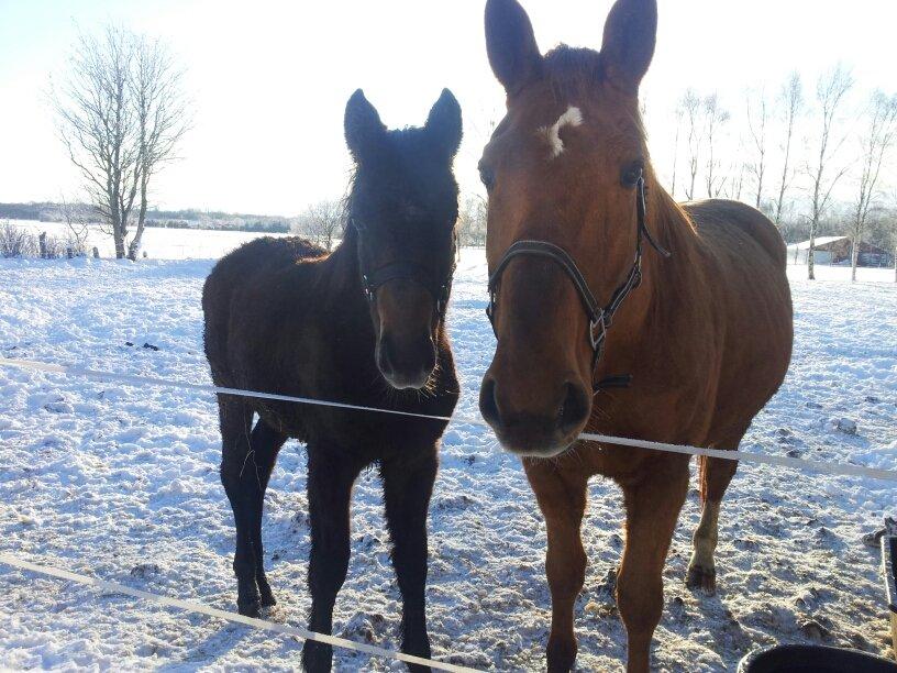 Dansk Varmblod Amirah - Amirah og mor - december 2012 billede 9