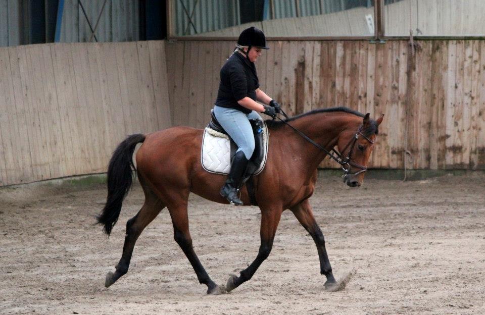 Holstener Flair - Første gang jeg prøvede ham billede 10