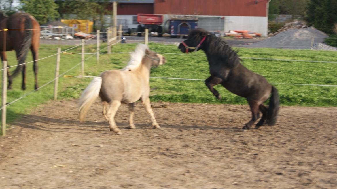 Shetlænder Magnus <3 - Sommeren 2012, sammen med hans kære foldkammerat Alice :) billede 7