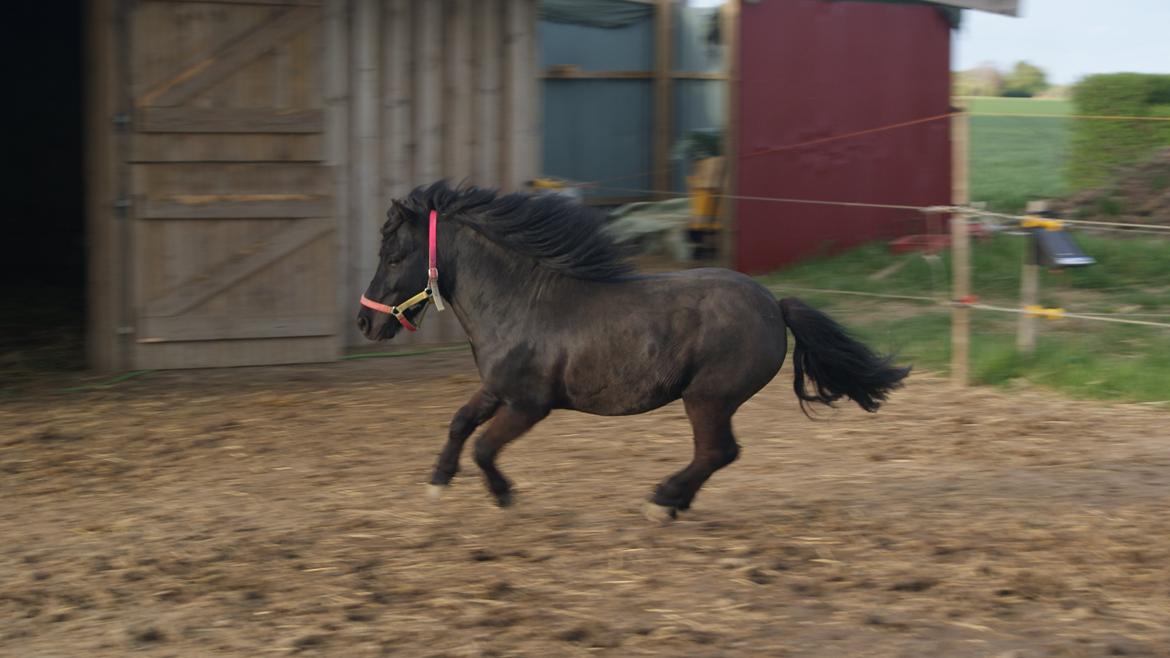 Shetlænder Magnus <3 - Smukke Magnus sommeren 2012.  billede 9