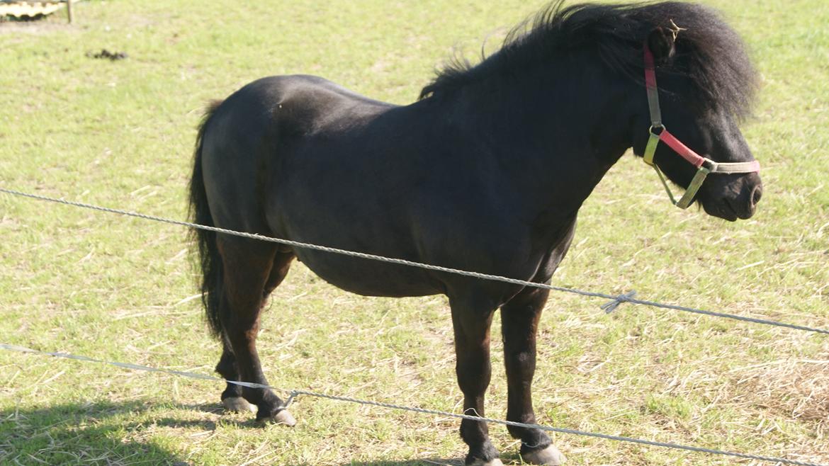 Shetlænder Magnus <3 - Åh, så smuk dreng sommeren 2012. billede 16