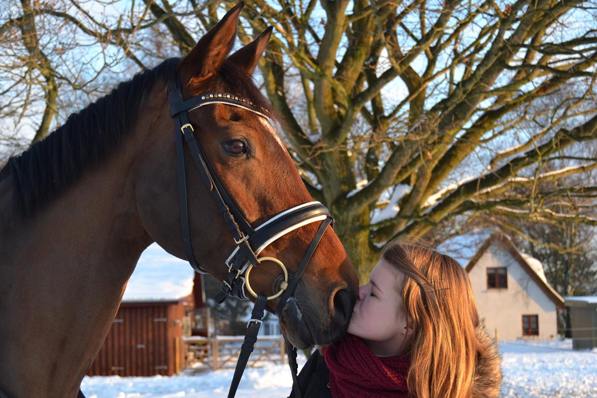 Dansk Varmblod Poldine - Sølyst Himmelhest billede 18