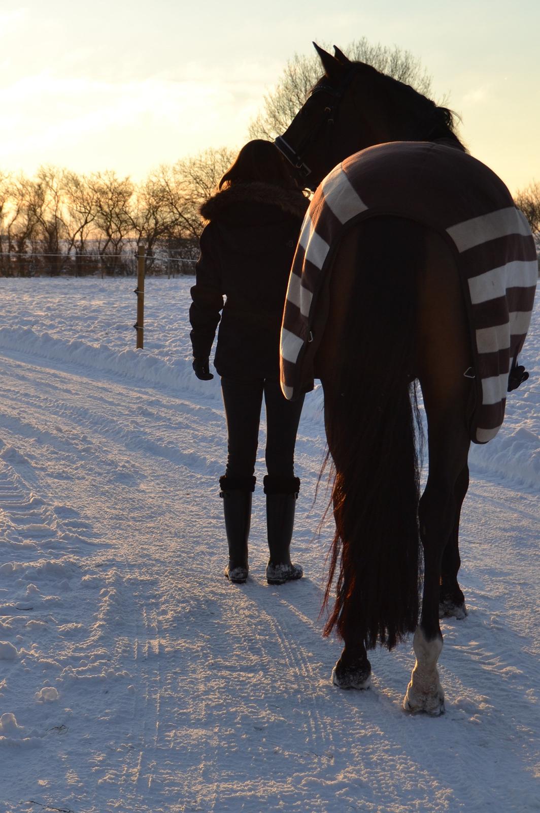 Dansk Varmblod Poldine - Sølyst Himmelhest billede 19