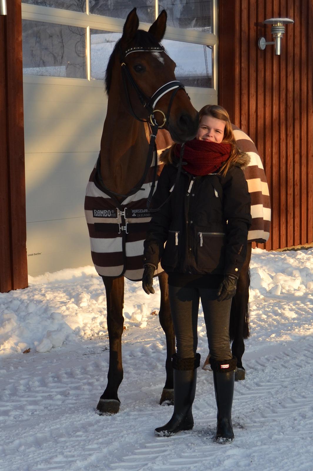 Dansk Varmblod Poldine - Sølyst Himmelhest billede 1
