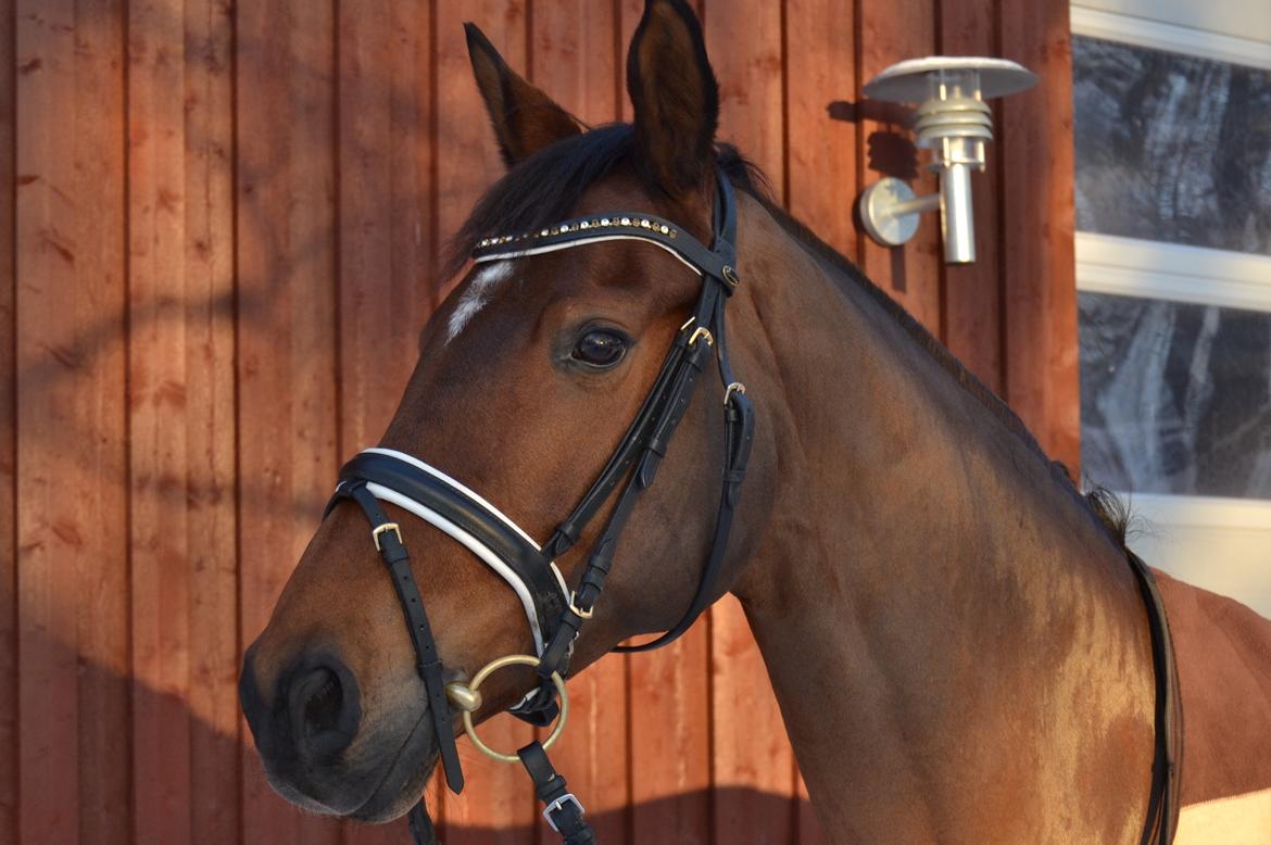 Dansk Varmblod Poldine - Sølyst Himmelhest billede 20
