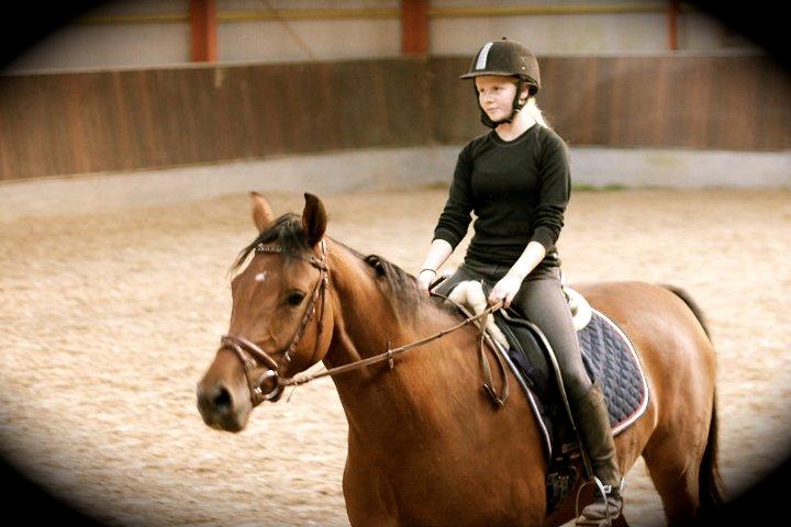 Hannoveraner Festina billede 14