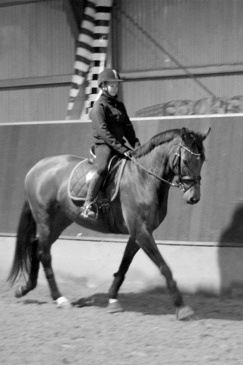 Hannoveraner Festina billede 6