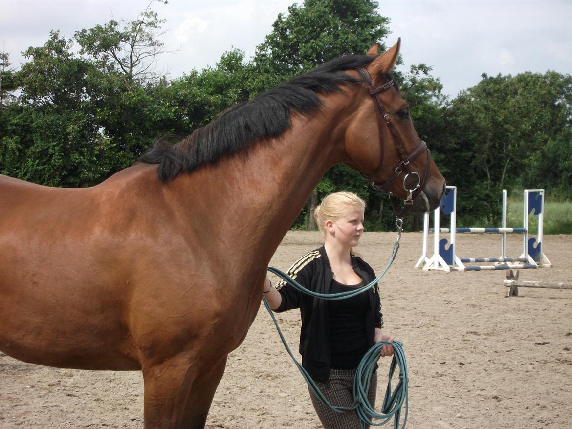 Hannoveraner Festina - første dag  billede 10