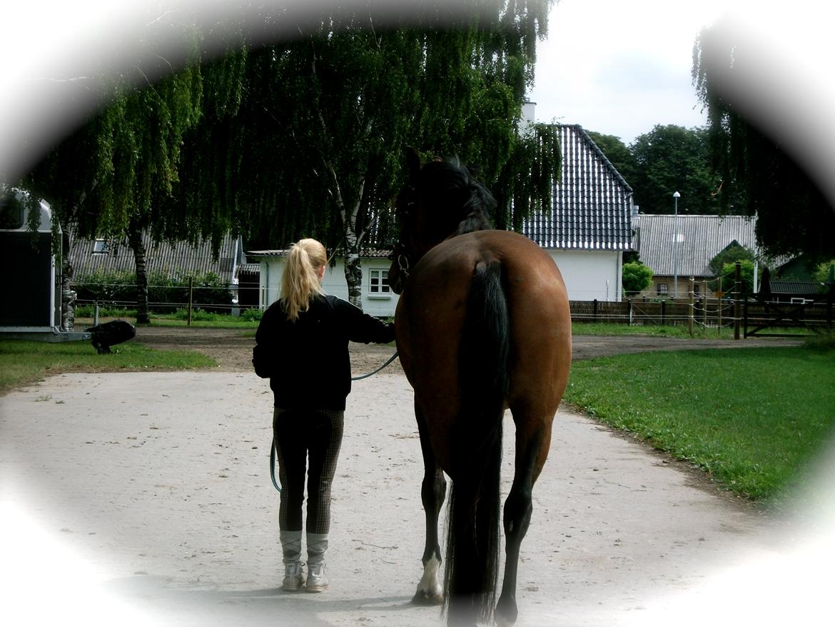 Hannoveraner Festina - første dag sammen billede 13