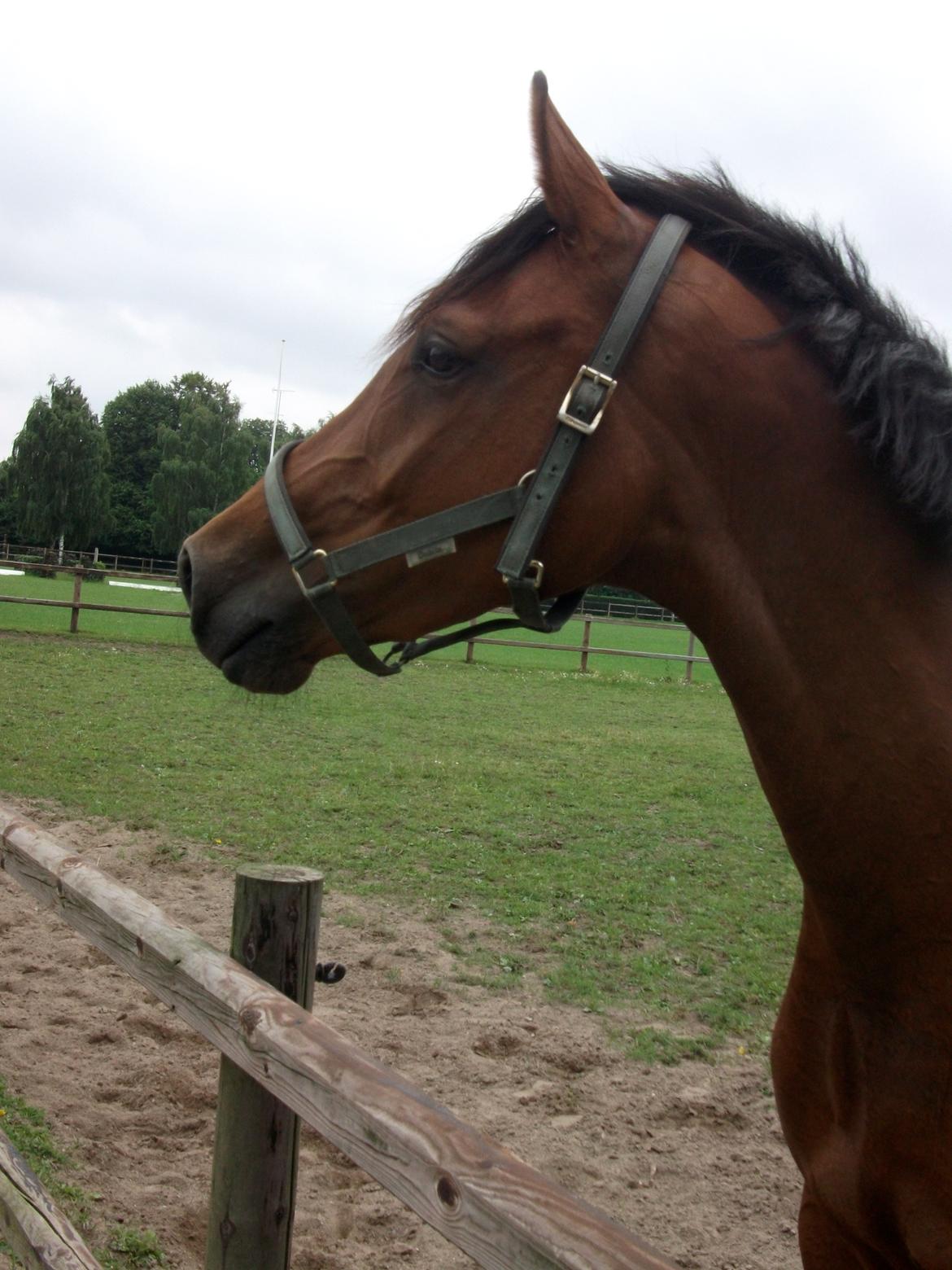 Hannoveraner Festina billede 8