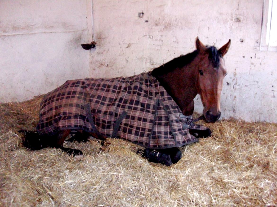 Hannoveraner Festina billede 4