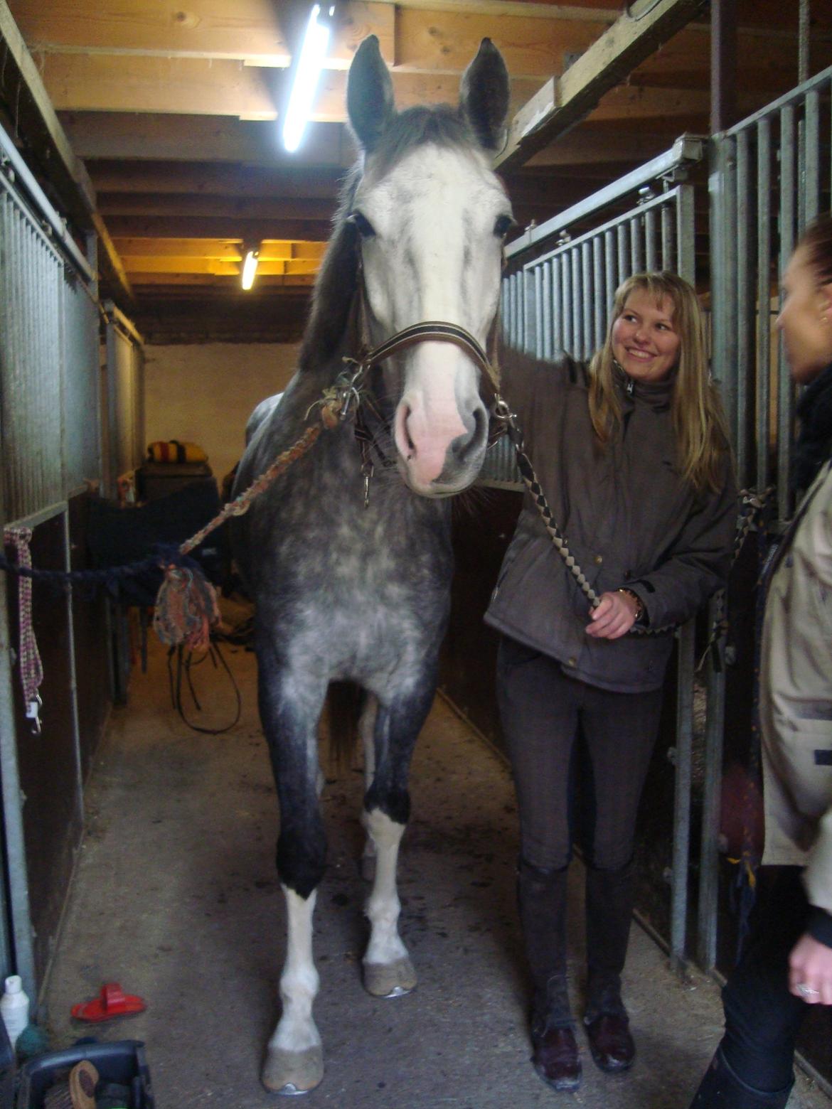 Hollandsk Varmblod Ernavidu - Da jeg var ude at prøve hende 15/11-12 billede 9
