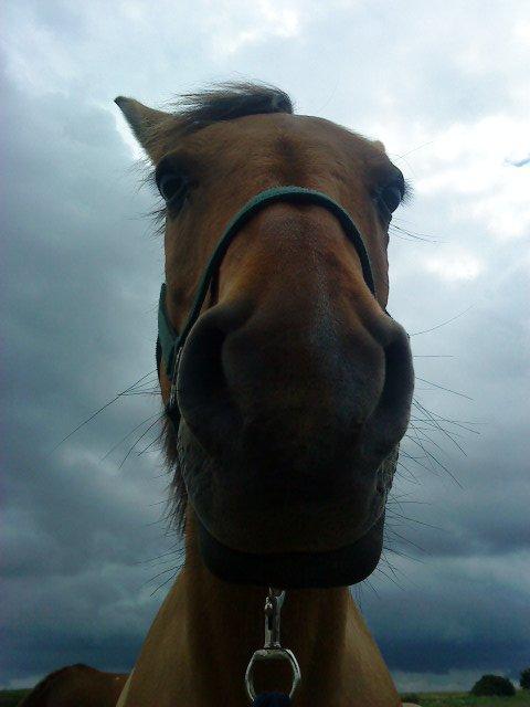 Anden særlig race Marco  :-D - Elskede søde hest!!<3 Lige taget lidt inden det begyndte at regne og tordne o:! billede 11