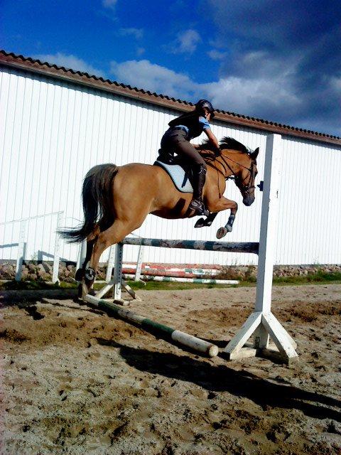 Anden særlig race Marco  :-D - Louise & Marco springer :-D<3 Springet er ca. de 90 cm :-) Det her er dagen efter jeg styrtede med Tykke :/ Så var det godt at Louise gad ride Marco lidt :'D billede 12