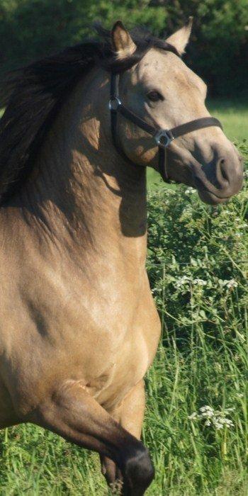 Connemara Skærgårdens Marvelous Night - Billedet fra Marvelous' salgsannonce som var det vi allerførst faldt for:) Foto: Stutteri Skærgården billede 4