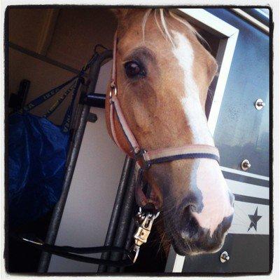 Welsh Cob (sec D) Anjershof Pearl billede 6