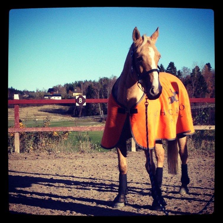 Welsh Cob (sec D) Anjershof Pearl billede 8