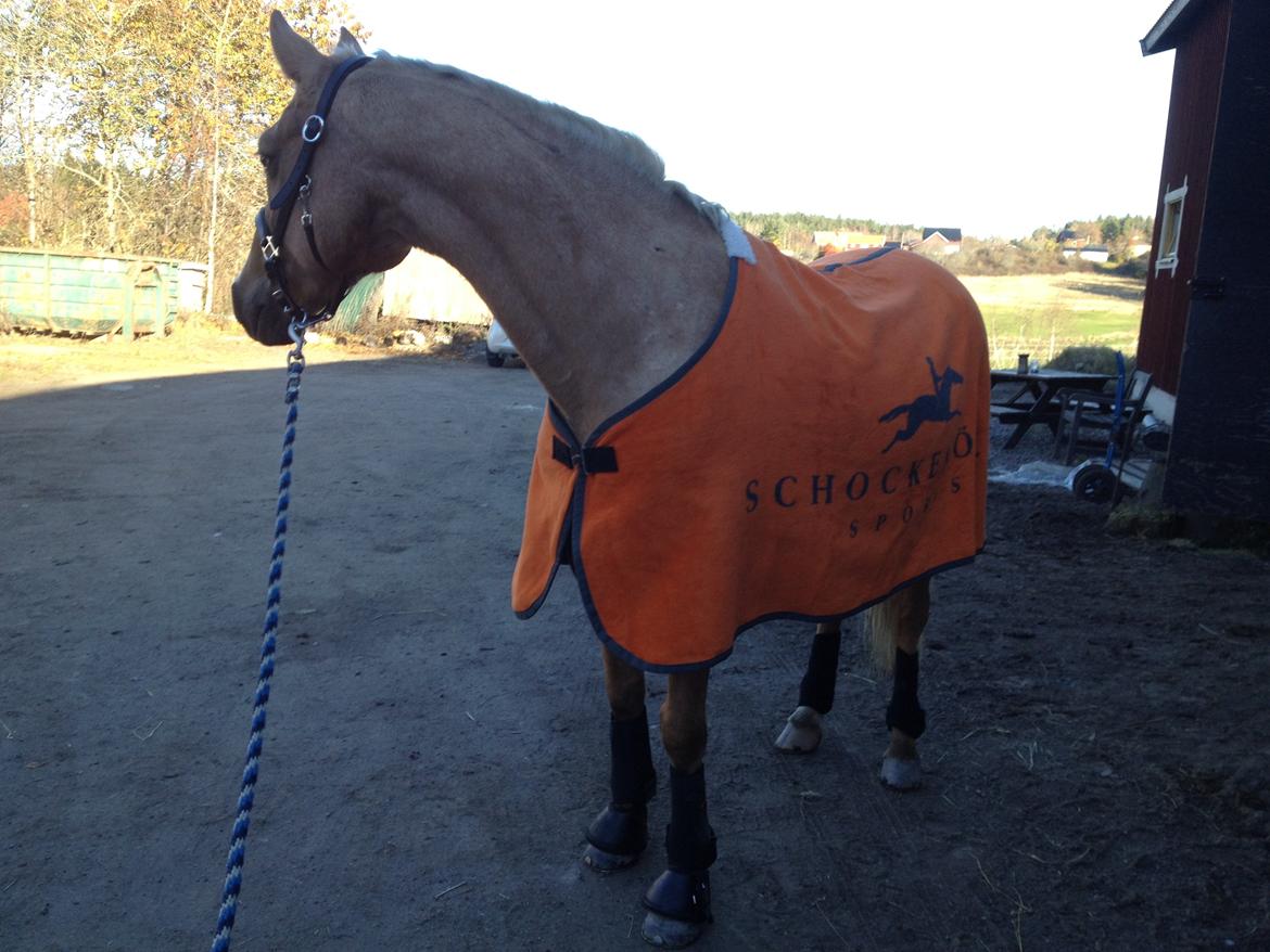 Welsh Cob (sec D) Anjershof Pearl billede 9
