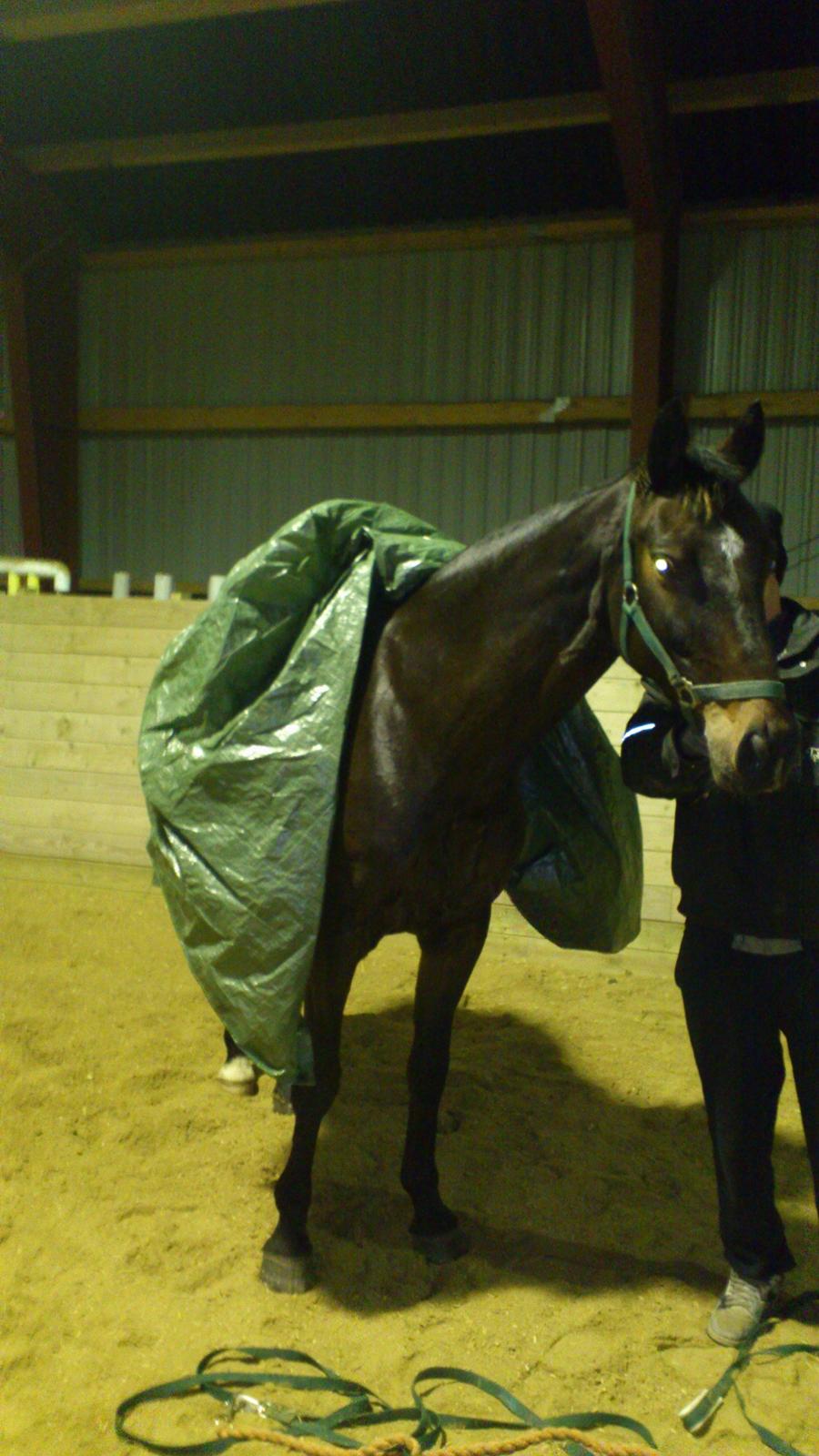 Dansk Varmblod Renette - 20/12-2012 :) billede 5