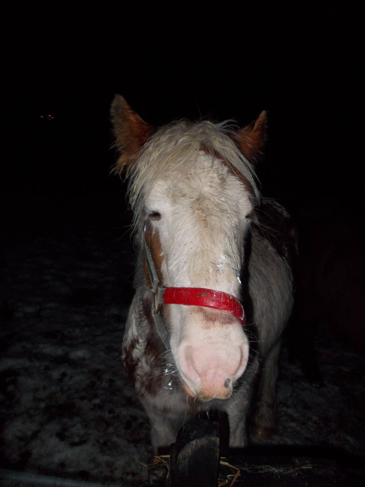Irish Cob ITS Hazel - Gå væk med den Blitz! billede 12