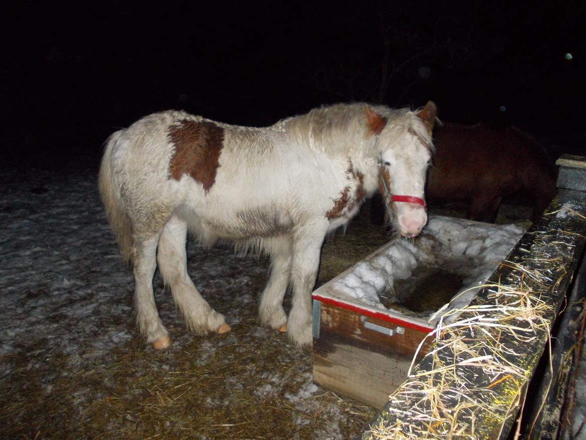 Irish Cob ITS Hazel - DE mindste øjne med Blitz 
:) billede 11