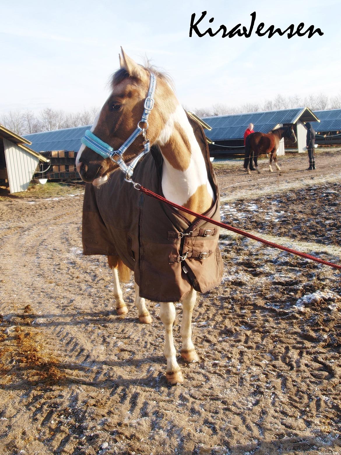 Pinto Rosenlyst's Golden Delight billede 16