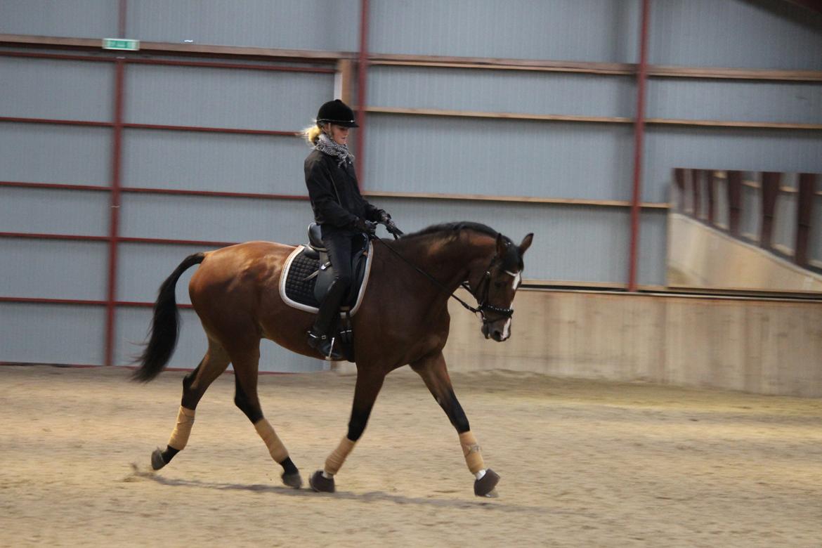 Trakehner Spanggaards Nephew billede 16