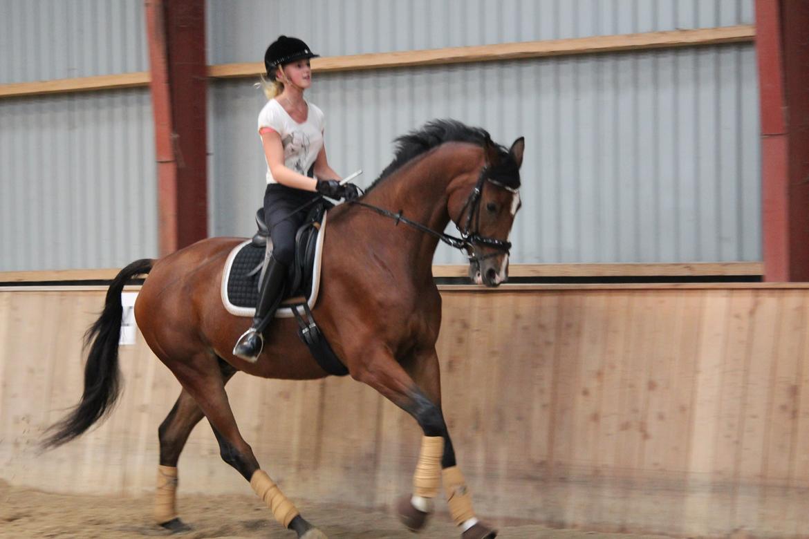 Trakehner Spanggaards Nephew billede 17