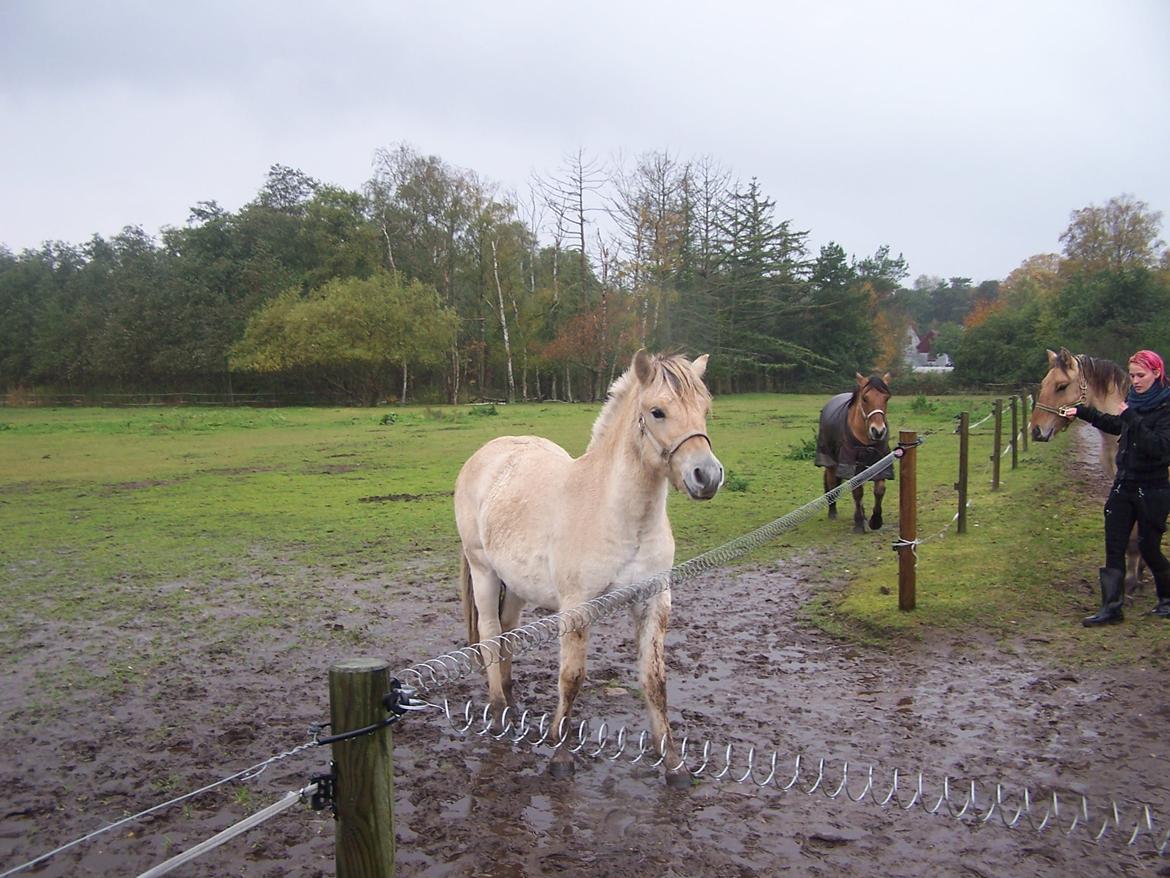 Fjordhest Rolighedens Lupin - Babyyyy!<3 billede 12