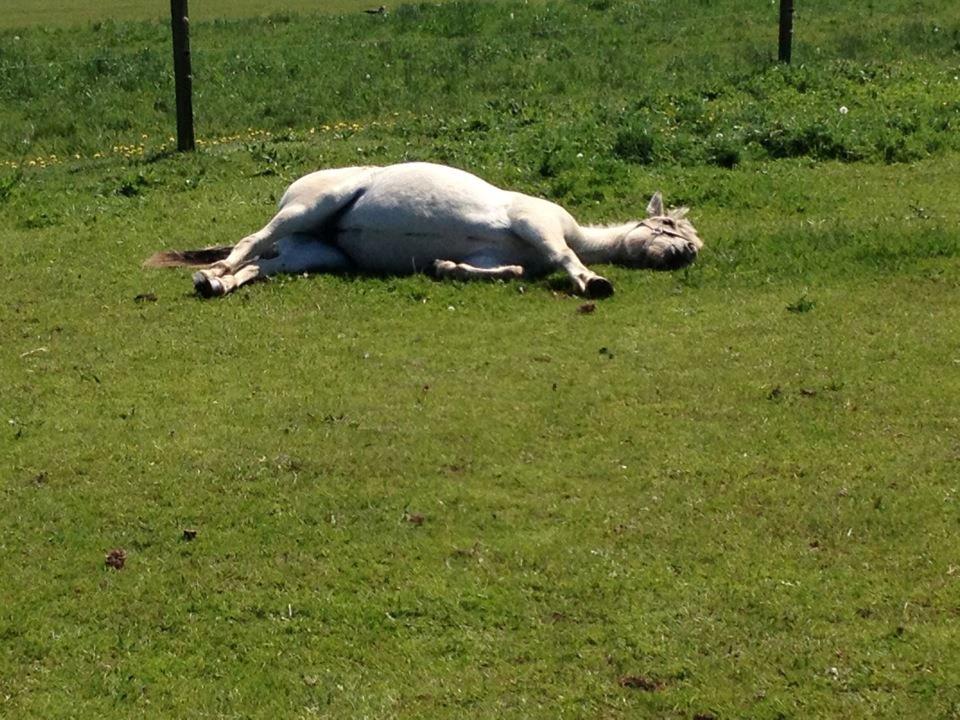 Fjordhest Rolighedens Lupin - Vi tar' det helt roligt nu når det skal være... billede 13