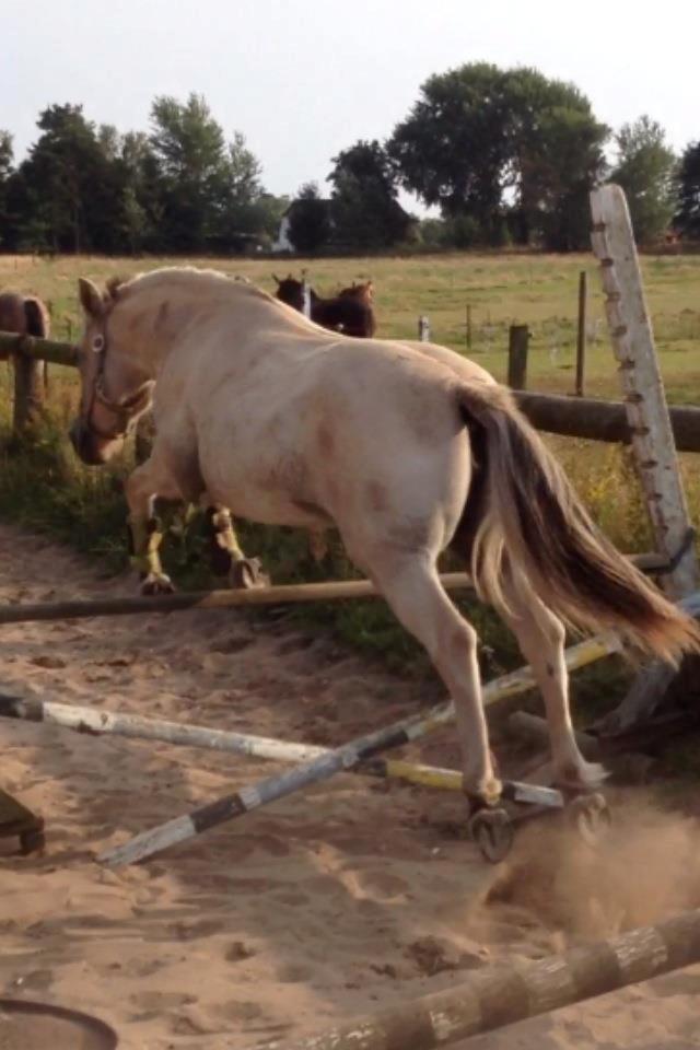 Fjordhest Rolighedens Lupin - 1 m. hun skal nok blive til noget<3 billede 14