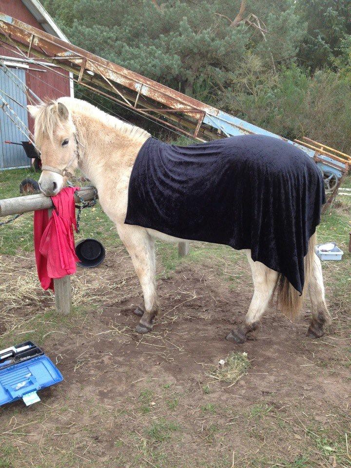 Fjordhest Rolighedens Lupin billede 15