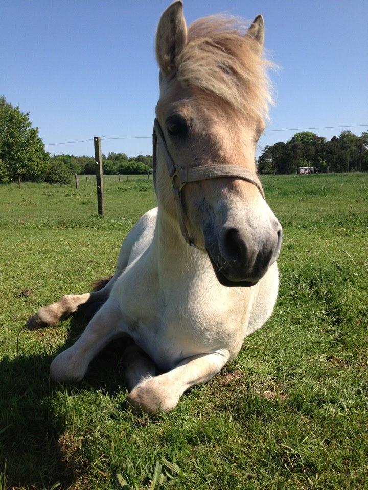 Fjordhest Rolighedens Lupin - Det her er et virkelig fantastisk billede af hende! Jeg er stolt af at kunne kalde hende min!<3 billede 6