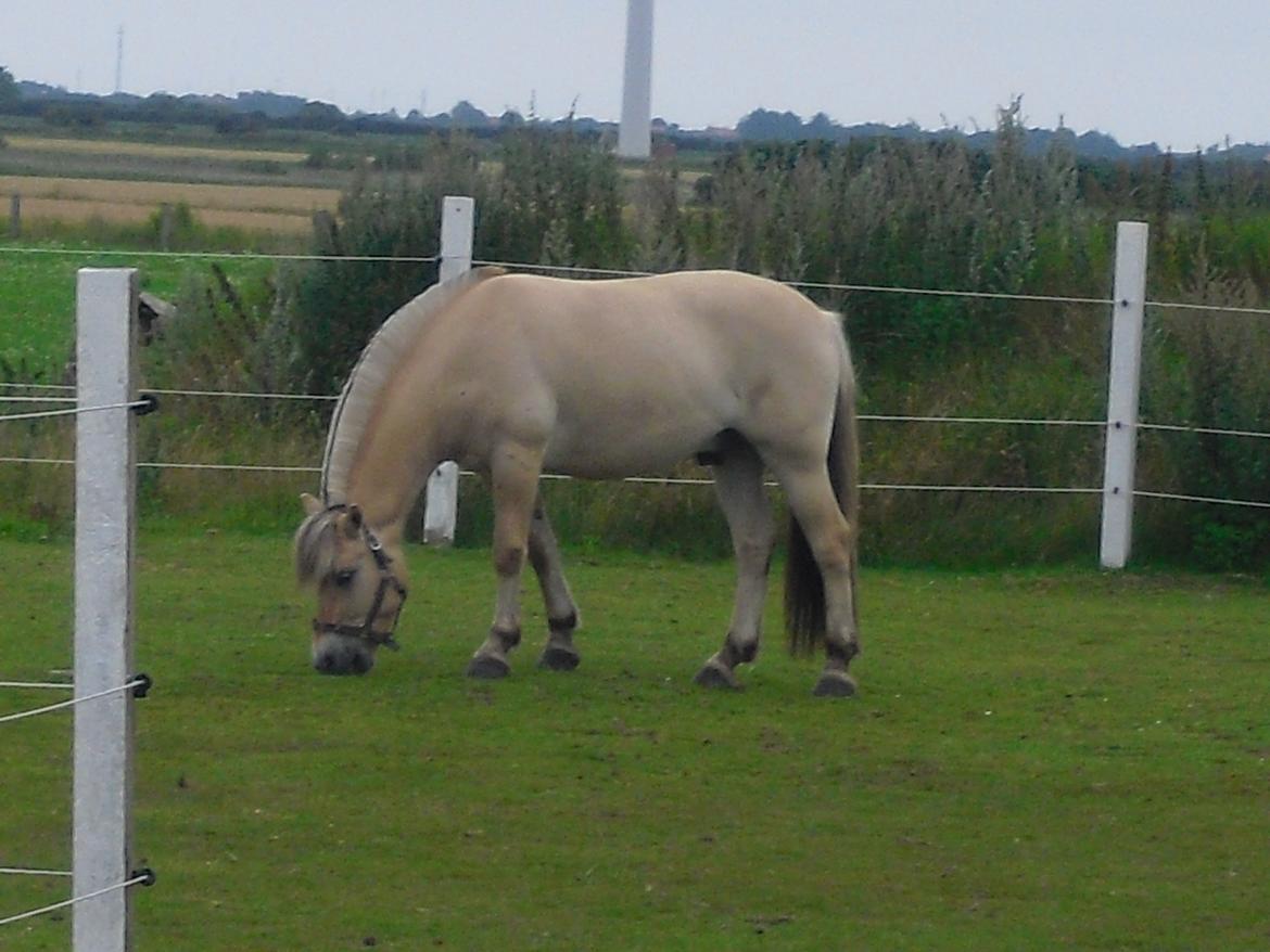 Fjordhest Samba billede 1