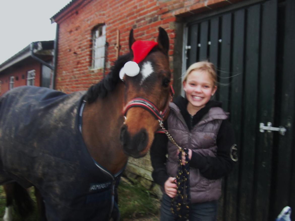 Welsh Pony (sec B) Mac Million (Stubbumgårds Tobias) Solgt og savnet< - jul <3 billede 18