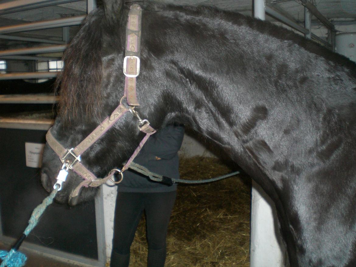 Frieser frouke ( tidliger part) billede 2